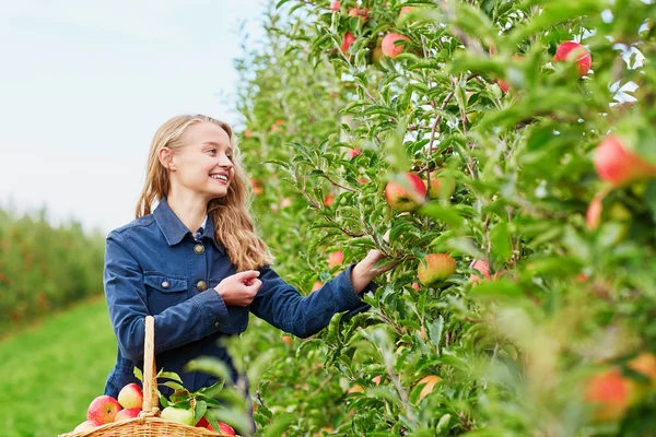 Woman picking ripe organic apples — Stock Photo, Image