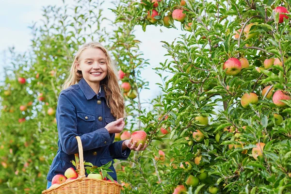 Woman picking ripe organic apples — Stock Photo, Image