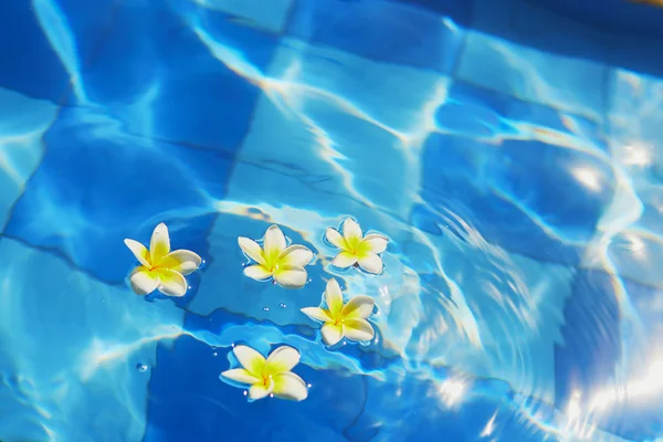 Kwiatów Frangipani pływające w wodzie niebieski — Zdjęcie stockowe