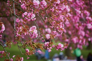 Bir bahar gününde güzel kiraz çiçeği