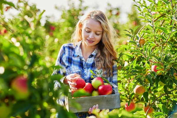 Woman picking apples in wooden crate on farm — Stock Photo, Image