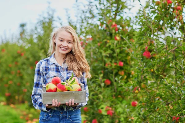 Kobieta, zbieranie jabłek w drewnianej skrzyni na farmie — Zdjęcie stockowe