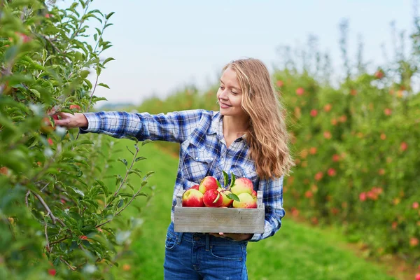 Mujer recogiendo manzanas en caja de madera en la granja —  Fotos de Stock