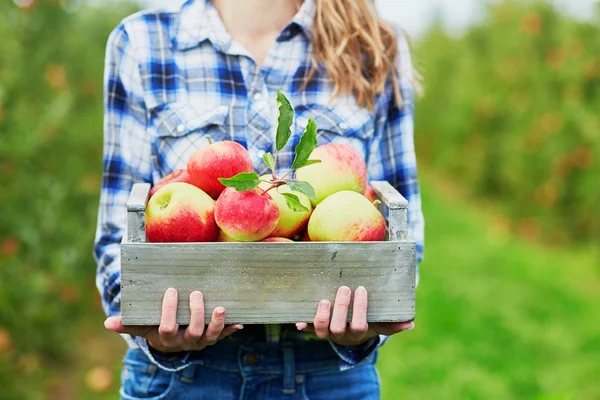 Nő gazdaság láda gazdaságban érett szerves almával — Stock Fotó