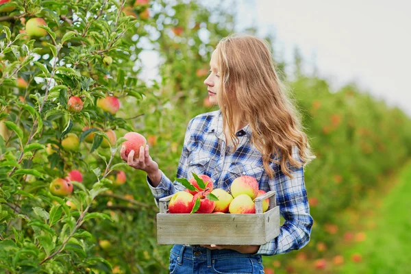 Vrouw appels plukken in houten kist op boerderij — Stockfoto