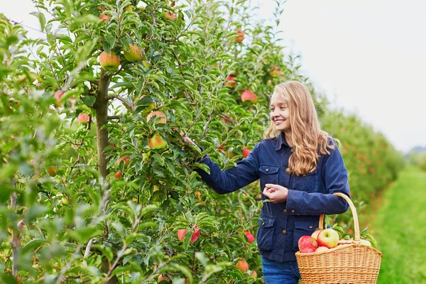 Žena, sbíral jablka do koše na farmě — Stock fotografie