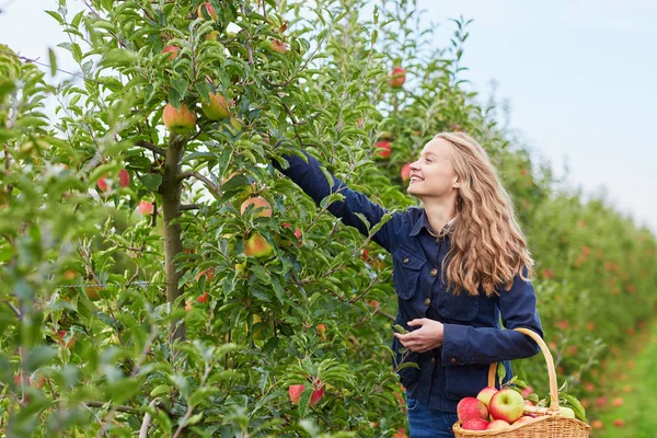 Жінка збирає яблука в кошику на фермі — стокове фото