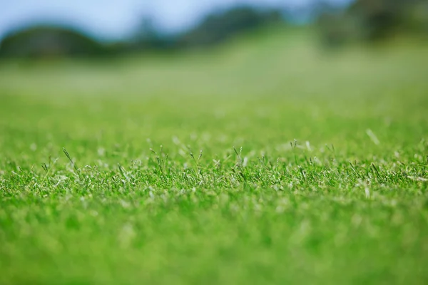 Campos de golfe verde gramado — Fotografia de Stock