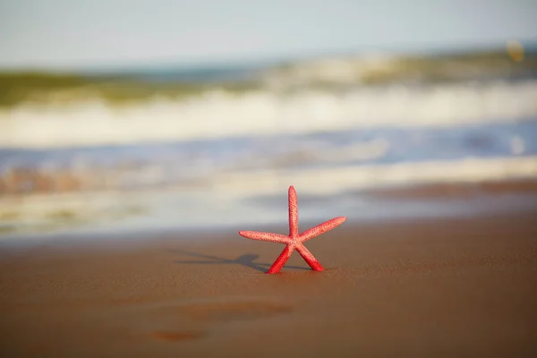 Estrela-do-mar vermelha na praia — Fotografia de Stock