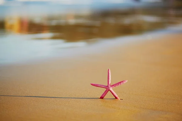 Estrela-do-mar vermelha na praia — Fotografia de Stock
