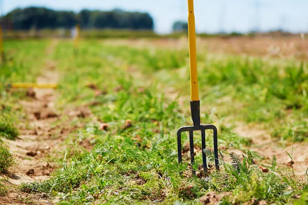 Pitchfork on a carrot field — Stock Photo, Image