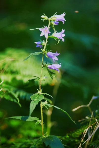 Campana viola fiore nella foresta — Foto Stock