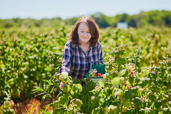 Smiling woman gathering ripe raspberries — Stock Photo, Image