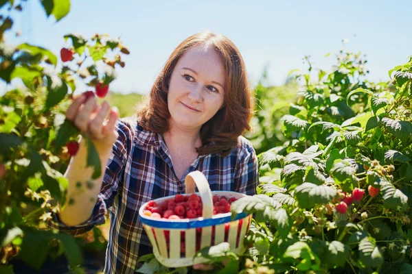 Smiling woman gathering ripe raspberries — Stock Photo, Image