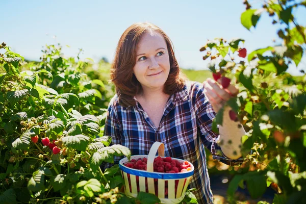 Smiling woman gathering ripe raspberries — Stock Photo, Image