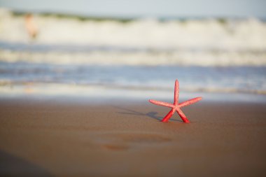 Denizyıldızı egzotik kum plaj