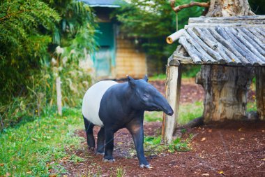 Malezya tapiri (tapirus indicus) Paris, Fransa 'da hayvanat bahçesinde