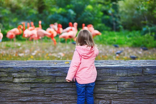 Flicka Som Tittar Många Rosa Flamingos Djurparken Paris Frankrike Barn — Stockfoto