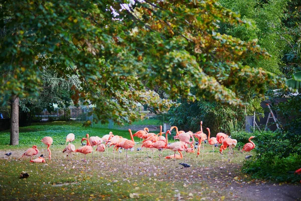 Wiele Różowych Flamingów Zoo Paryżu Francja — Zdjęcie stockowe