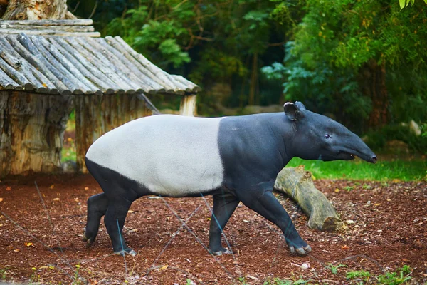 Малайский Тапир Tapirus Indicus Зоопарке Париже Франция — стоковое фото
