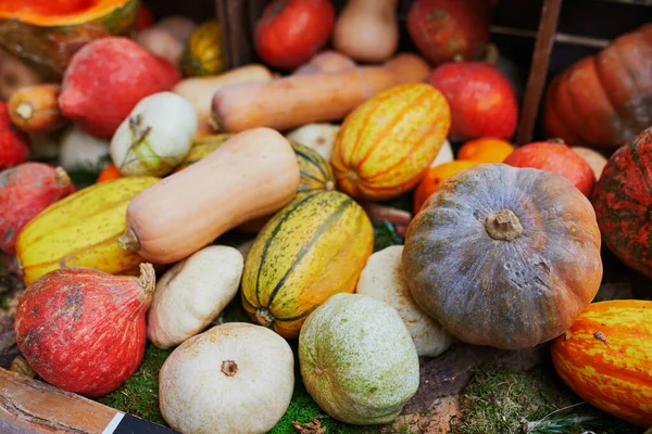 Různé Barevné Dýně Farmářském Trhu Nebo Obchodě Halloween Nebo Podzim — Stock fotografie