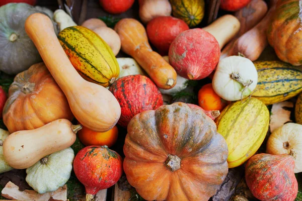 Variety Colorful Pumpkins Farmer Market Shop Halloween Autumn Background — Stock Photo, Image