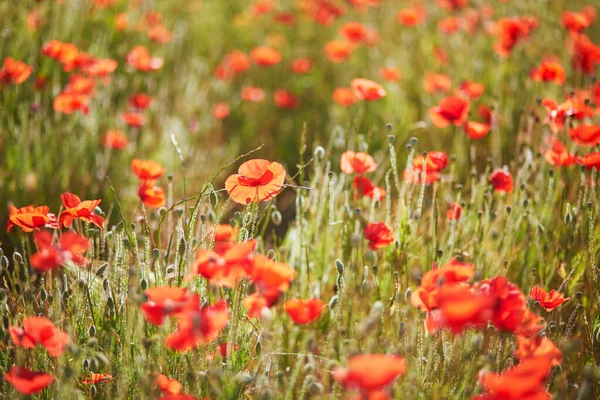 Beautiful Field Red Blooming Poppies Wildflower Meadow Summer Day Scenic — Stock Photo, Image