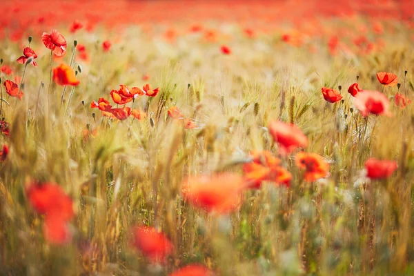 Piękne Pole Czerwonych Kwitnących Maków Złotych Kolców Pszenicy Wildflower Łąka — Zdjęcie stockowe