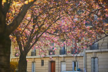 Paris, Fransa 'da güneşli bir bahar gününde güzel pembe çiçekli kiraz ağacı dalı.