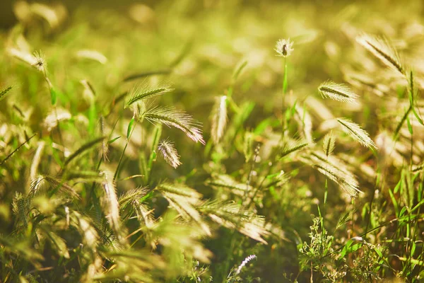 フィールド上の黄金の小麦の耳 風景農村風景です コムギ畑の成熟したスパイクの背景 豊作コンセプト — ストック写真