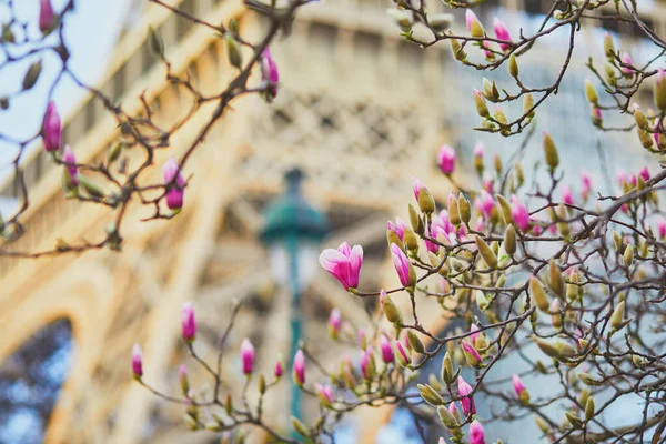 Magnolia Rose Pleine Floraison Près Tour Eiffel Paris Floraison Printanière — Photo