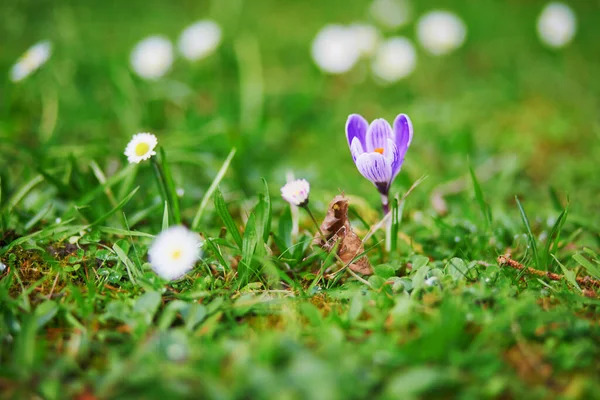 Piękne Purpurowe Krokusy Zielonej Trawie Wiosenny Dzień — Zdjęcie stockowe
