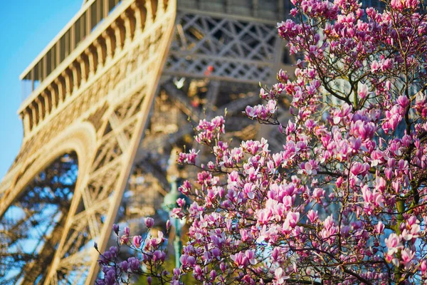 Różowe Drzewo Magnolii Pełnym Rozkwicie Pobliżu Wieży Eiffla Paryżu Sezon — Zdjęcie stockowe