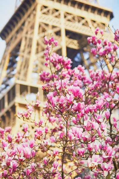 Árbol Magnolia Rosa Plena Floración Cerca Torre Eiffel París Florece — Foto de Stock