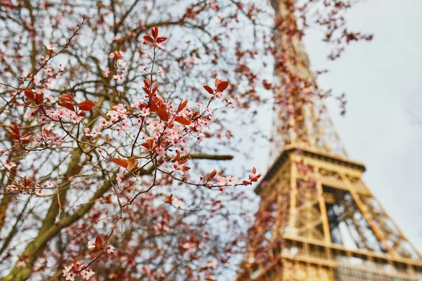 Třešňový Květ Plném Květu Poblíž Eiffelovy Věže Paříži Jarní Kvetení — Stock fotografie