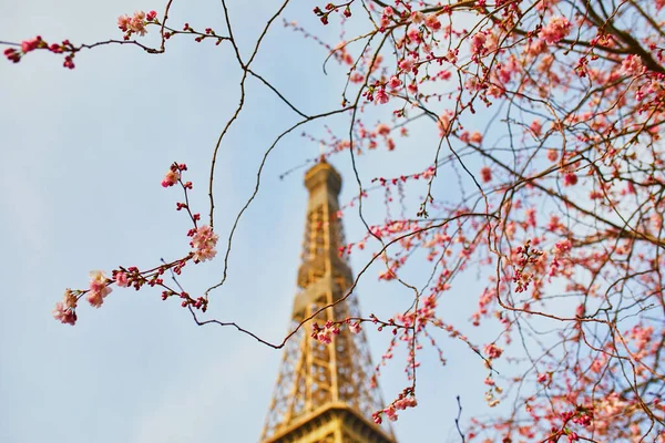 Cseresznyevirágzó Virágzik Párizsi Eiffel Torony Közelében Tavaszi Virágzás Franciaországban — Stock Fotó