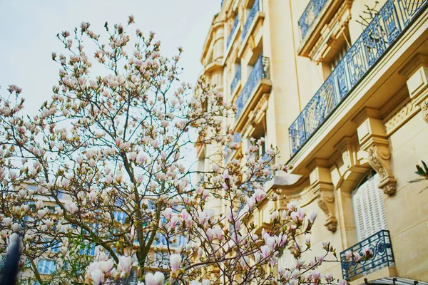 Closeup Magnólia Branca Plena Floração Perto Edifício Residencial Paris França — Fotografia de Stock