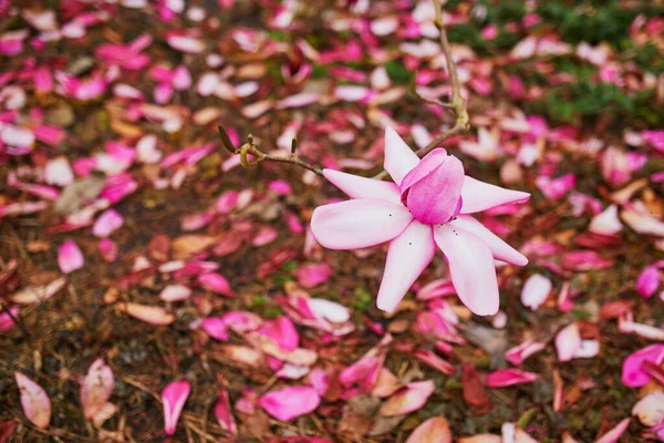 Magnolia Rosa Gigante Plena Floración Parque Floral Bois Vincennes París — Foto de Stock