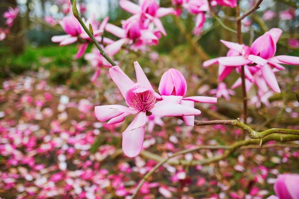 法国巴黎文森市公园里盛开的巨大的粉色木兰花 — 图库照片