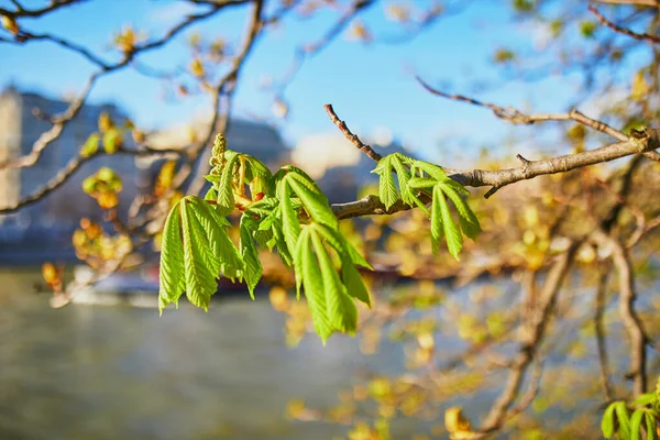 Baumzweig Mit Ersten Grünen Kastanienblättern Über Der Seine Paris Frühlingszeit — Stockfoto