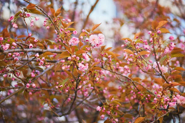 Ветвь Цветущей Вишни Красивыми Розовыми Цветами Солнечный Весенний День — стоковое фото