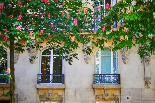 春の日にパリの街中で満開のピンクの栗の風景 — ストック写真