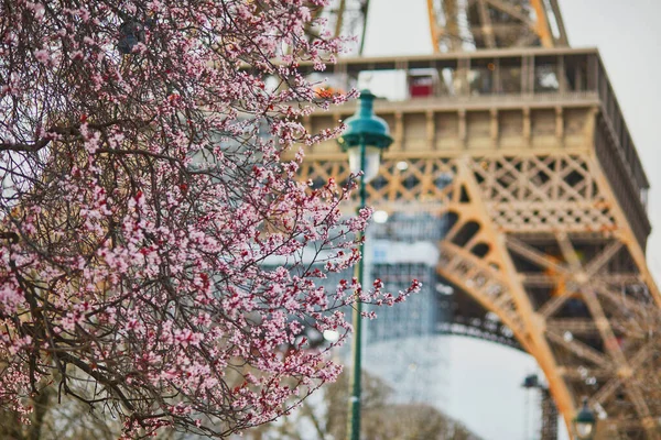 パリのエッフェル塔の近くで満開の桜 フランスの春の花 — ストック写真