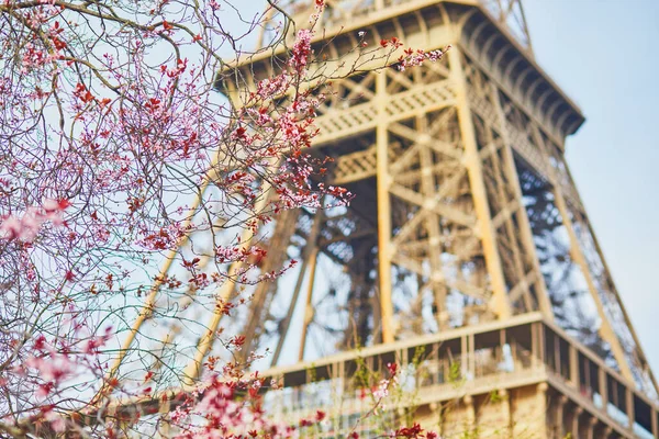Třešňový Květ Plném Květu Poblíž Eiffelovy Věže Paříži Jarní Kvetení — Stock fotografie