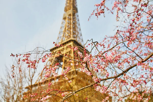 Árbol Flor Cerezo Plena Floración Cerca Torre Eiffel París Florece — Foto de Stock