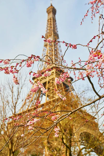 Cseresznyevirágzó Virágzik Párizsi Eiffel Torony Közelében Tavaszi Virágzás Franciaországban — Stock Fotó