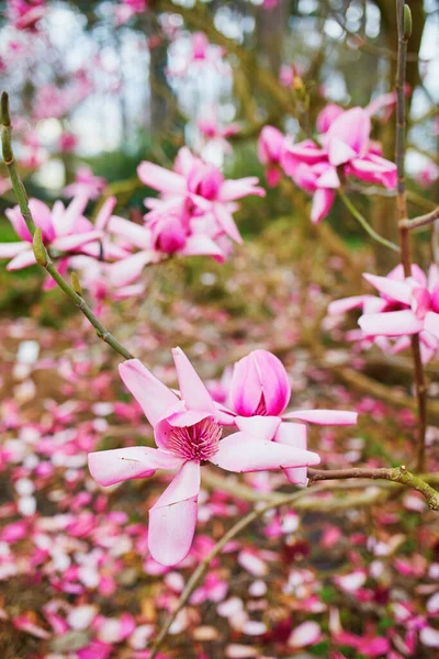 法国巴黎文森市公园里盛开的巨大的粉色木兰花 — 图库照片
