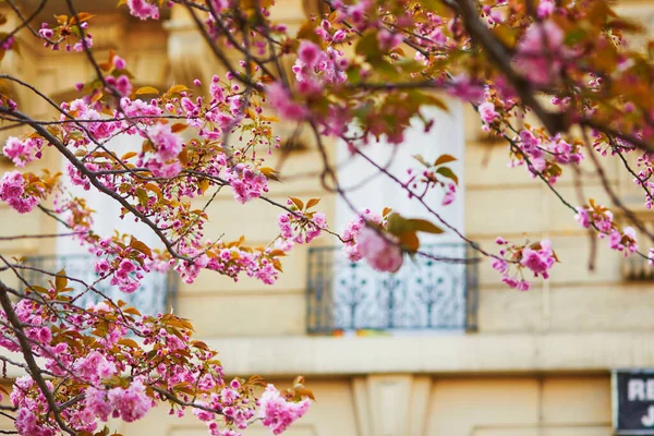 Filial Körsbärsträd Med Vackra Rosa Blommor Solig Vårdag Paris Frankrike — Stockfoto