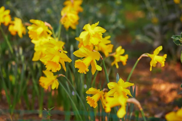 Muchos Narcisos Amarillos Hierba Día Primavera —  Fotos de Stock