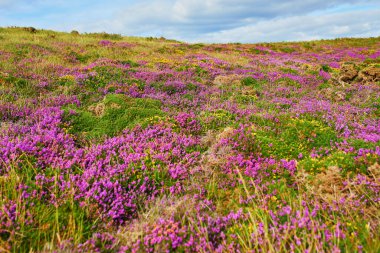 Fransa 'nın Brittany kentindeki en popüler turizm merkezlerinden biri olan Cape d' Erquy 'deki fundalıkların manzarası. Ünlü GR34 izleme yolu boyunca yaygın olarak bilinen turistik ilgi.